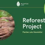 Reforestation project