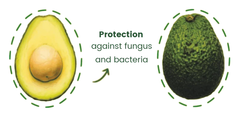 Fungiblock effect avocado
