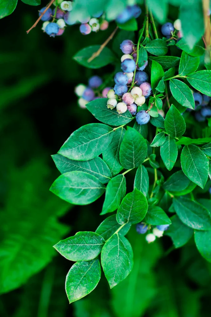 blueberries quillaja saponaria