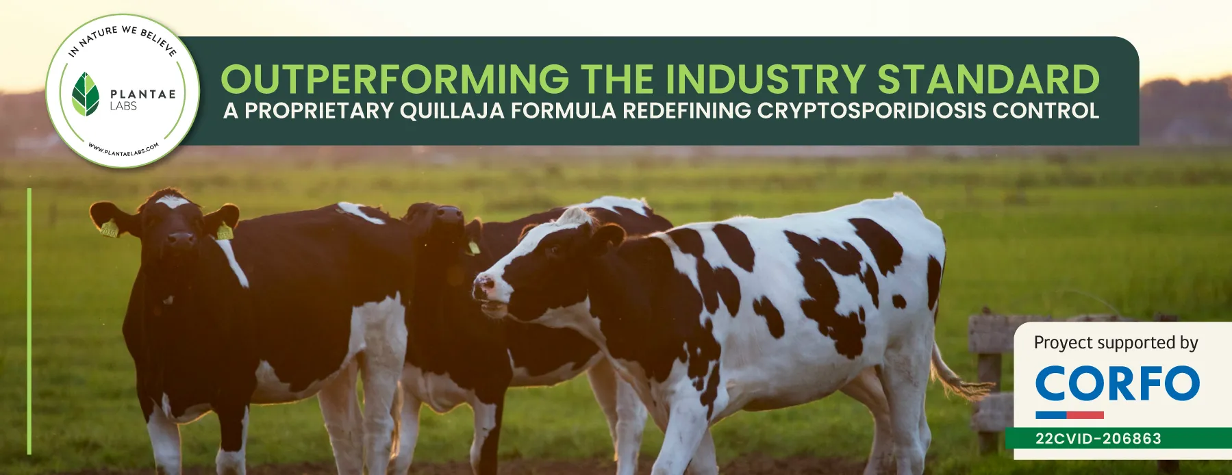 The Role of Quillaja Saponaria in Cryptosporidiosis Control and Immune Health in Calves