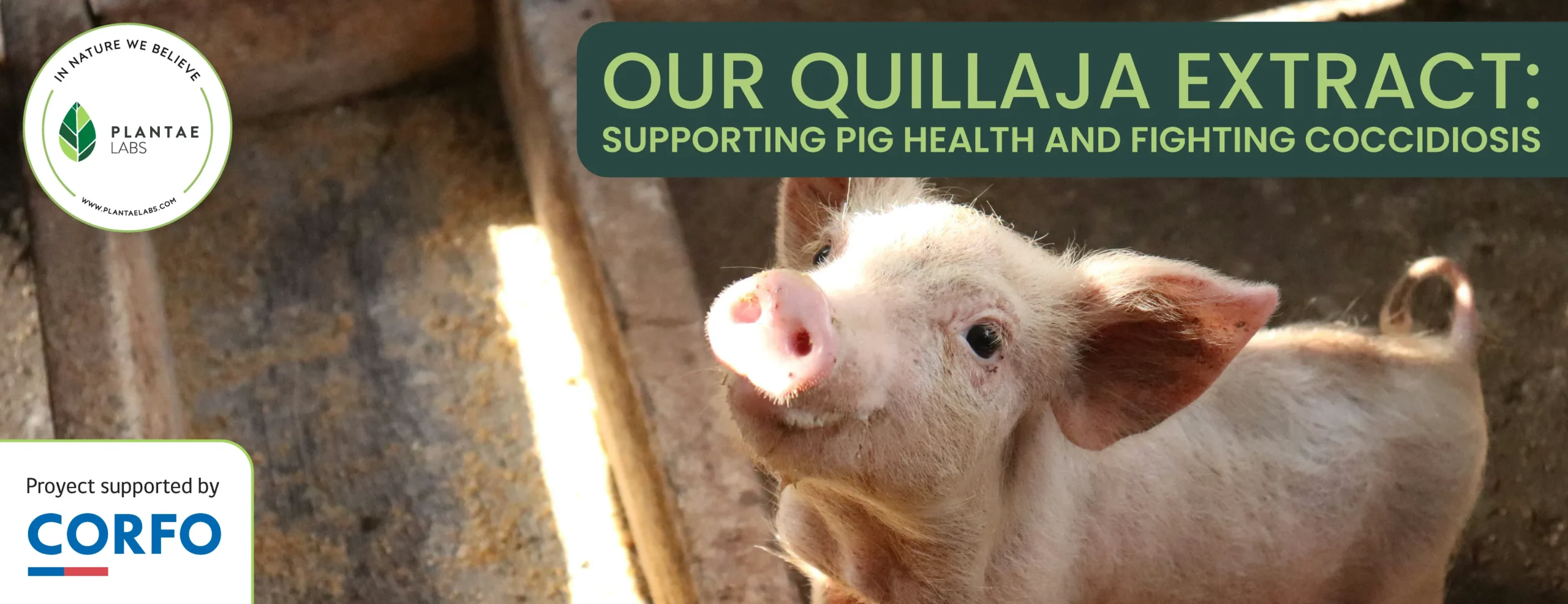 Tackling Coccidiosis and Supporting Pig Performance with Quillaja