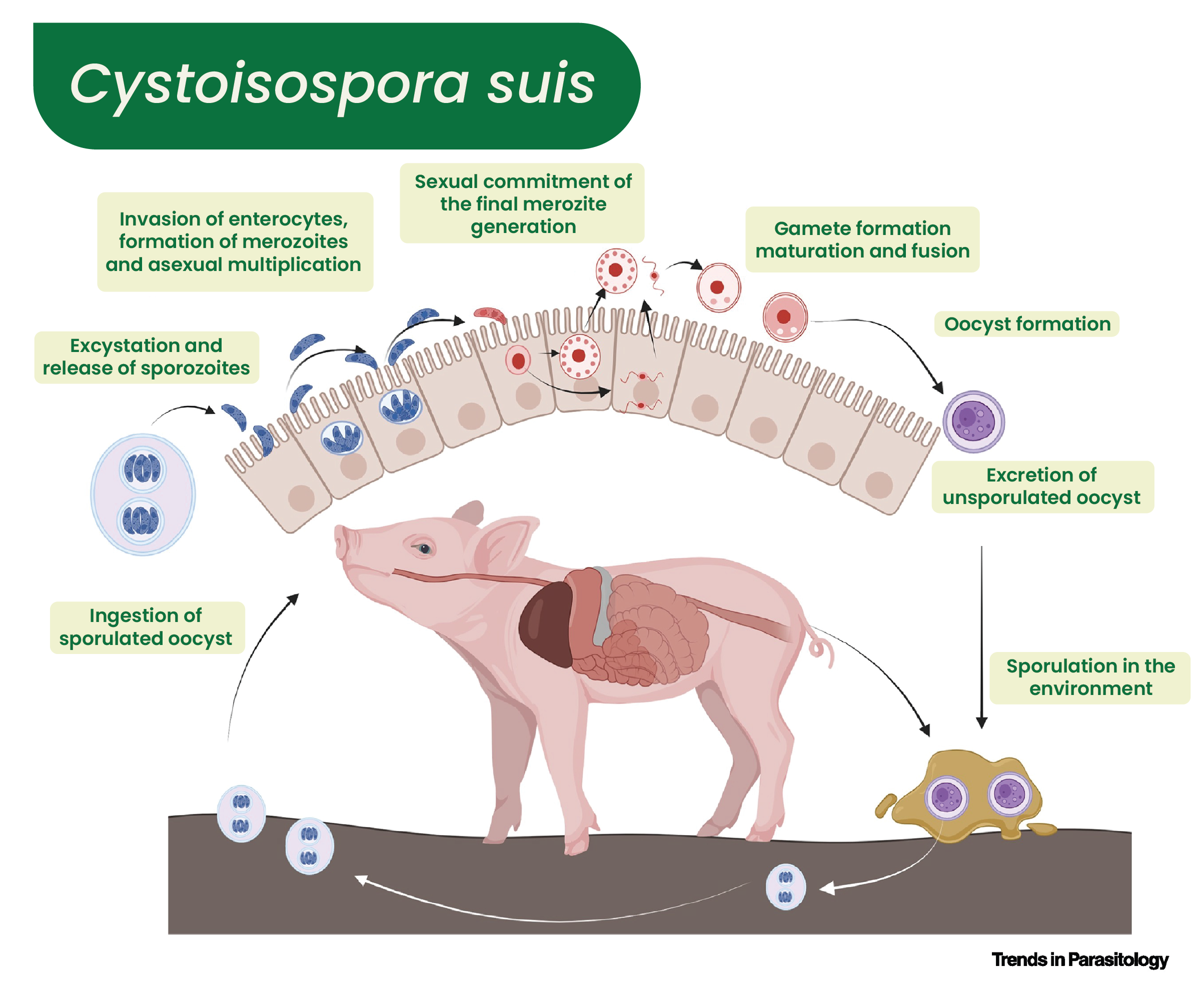 Coccidiosis flow