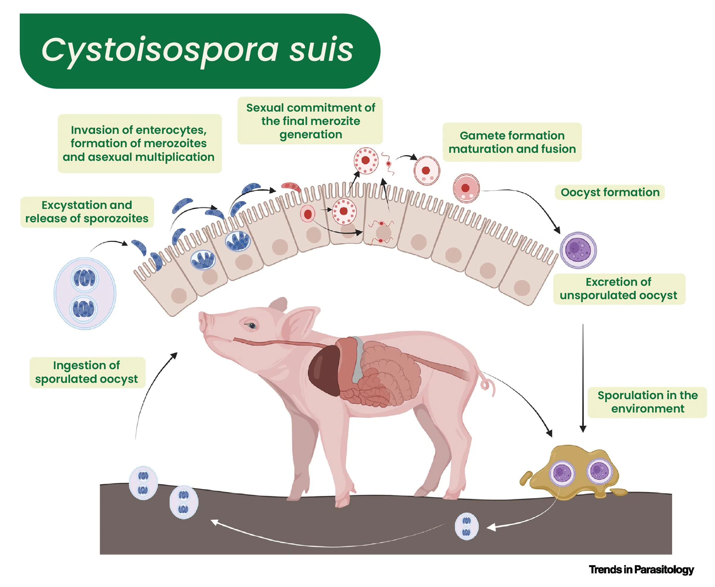 Cystoisospora suis