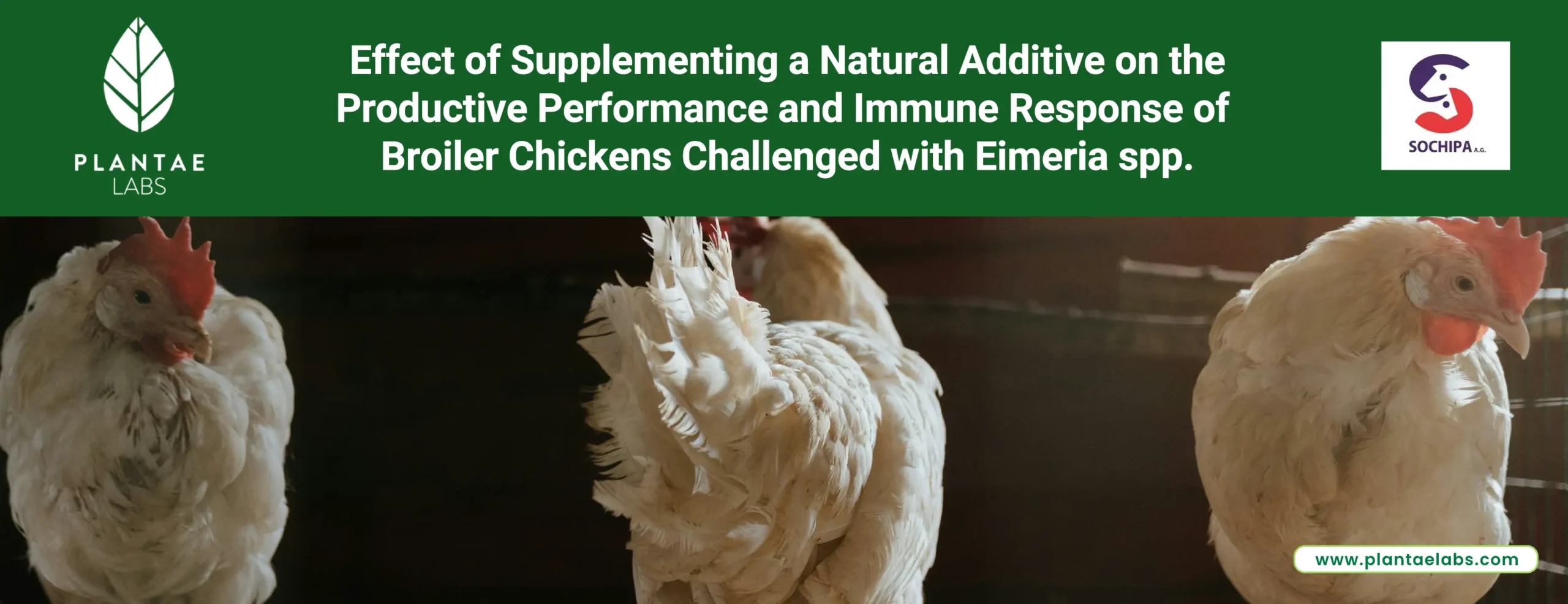 Effect of Supplementing a Natural Additive on the Productive Performance and Immune Response of Broiler Chickens Challenged with Eimeria spp.