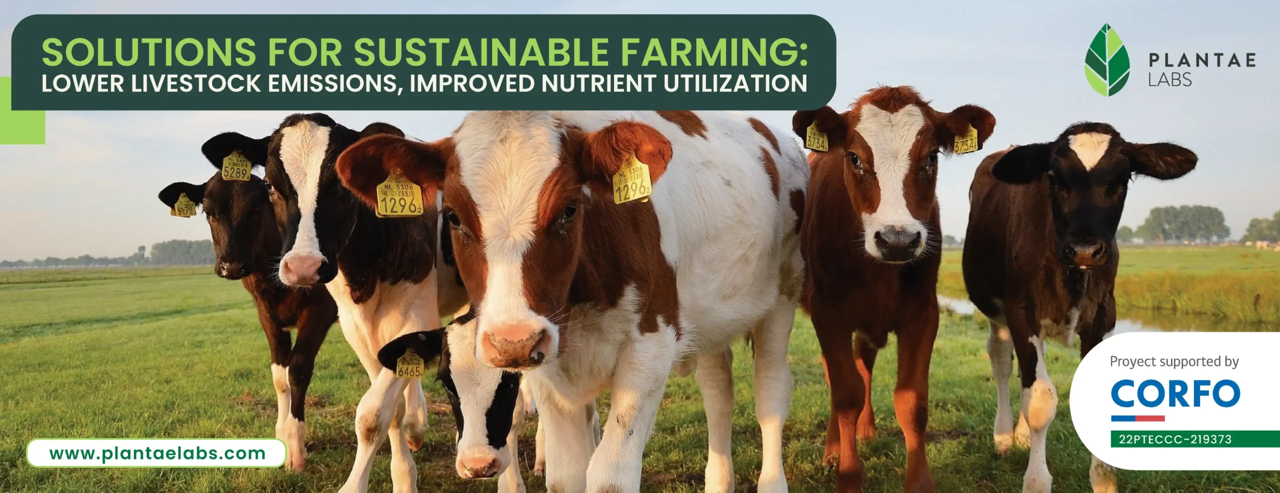 Reducing Livestock Emissions with our Quillaja proprietary solution